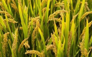 泉珍12號(hào)水稻種子特征特性，注意及時(shí)防治病蟲害