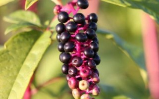 商陸的花語(yǔ)，寓意情意綿綿