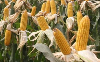 華玉777玉米種子特點(diǎn)，中抗南方銹?。ú〖?級）