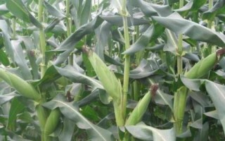 MC8728玉米種簡介，適宜播種期4月下旬至5月上旬