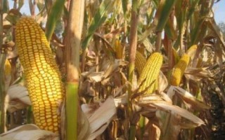金玉358玉米種子特點，適宜密度為每畝5000株左右