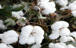 冀農大43號棉花種子簡介，高抗枯萎病（病指4.84）