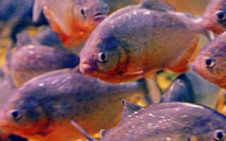 食人魚是什么魚，是一種兇猛的肉食性魚類