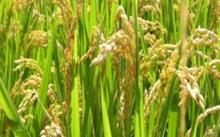 徽兩優(yōu)1801水稻品種簡介，全生育期136.6天