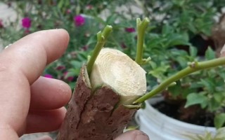 三角梅嫁接所用砧木，以長(zhǎng)勢(shì)強(qiáng)的紫花三角梅為宜