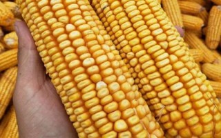 邦玉667玉米種子介紹，適宜密度為每畝4500株左右