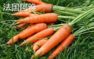 胡蘿卜是什么季節(jié)的蔬菜，屬于秋冬季蔬菜但一年四季可吃到