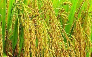 正稻1號(hào)水稻種子特點(diǎn)，采用直播的適當(dāng)加大密度