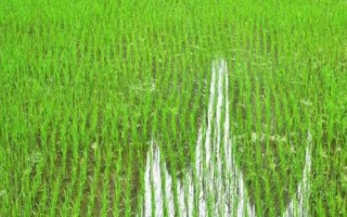 連粳6188水稻品種簡介，旱育秧每畝播量35~40公斤
