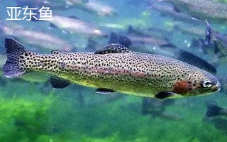 西藏日喀則市有什么特產(chǎn)，亞?wèn)|木耳具有很高的知名度