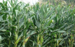 太育167玉米種子特點(diǎn)，適宜播期4月下旬至5月上旬