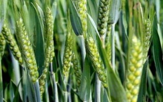 黑冠1號小麥種子特征特性，適宜播種期10月上中旬