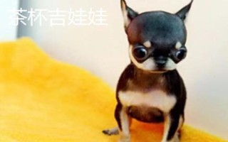 茶杯犬喂哪種食物，一歲左右主喂牛奶和雞蛋、超過一歲后主喂狗糧