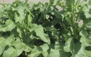 大黃是什么植物，是大黃屬多年生草本植物的統(tǒng)稱