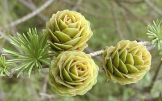 有哪些常見的裸子植物，包括松樹、柏樹、銀杏樹等品種