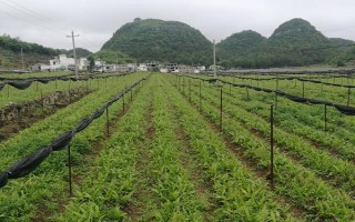 種植白芨前景如何，市場(chǎng)前景非常不錯(cuò)