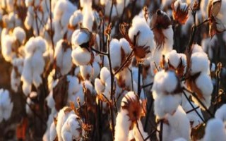 冀棉569棉花種子特點(diǎn)，全生育期總用量不超過10克
