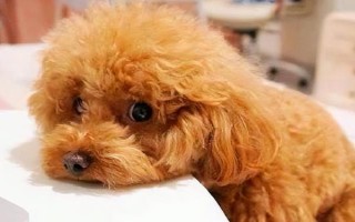 狗狗冠狀病毒的癥狀，先表現(xiàn)嗜睡、嘔吐持續(xù)數(shù)天