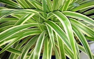 吊蘭的花語，寓意低調(diào)樸素、生機(jī)勃勃等
