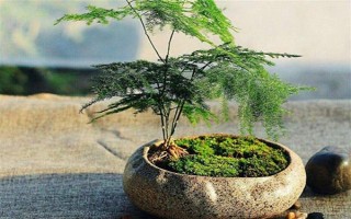 文竹冬季的養(yǎng)護(hù)方法，需及時(shí)保暖