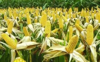 必祥809玉米品種的特性，4月下旬～5月上旬播種