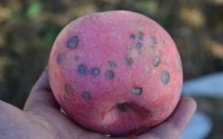 何時(shí)對(duì)果樹(shù)使用鈣肥，分別在落花后、膨大期、采摘前追施