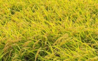 華浙優(yōu)281水稻品種簡(jiǎn)介，秈型三系雜交中稻遲熟品種