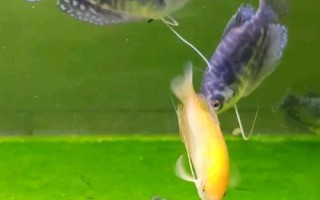 曼龍魚多久換一次水，兩至三天換一次水