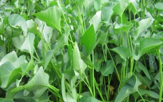 空心菜一天需要多少光照時間，可以控制在10-12小時左右