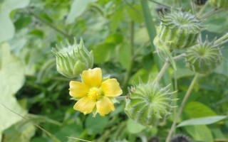 農(nóng)村常見的野草，常見的有苘麻、艾草等