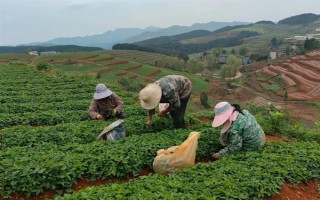 哪些中藥材有較好的種植前景，白芨、黃芪、甘草等品種的市場(chǎng)需求較大