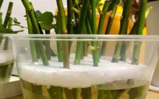 水培玫瑰花如何避免枯萎，要養(yǎng)在干燥、涼爽、通風(fēng)處