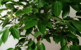 平安樹(shù)怎么施肥，禁用高濃度化肥液