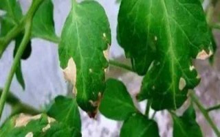 黑科94大豆品種的特性，該品種為亞有限結莢習性
