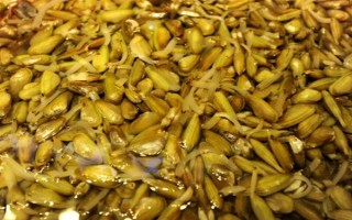 海瓜子怎么養(yǎng)殖，排干水塘再將種苗均勻撒在塘面上