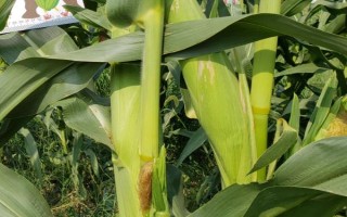 花糯3玉米種子特點，在適應(yīng)區(qū)5月5日左右播種