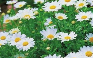 白晶菊如何養(yǎng)殖，每半個月施肥一次
