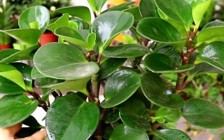 豆瓣綠的開花時(shí)間，在4-6月份