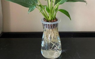 水培白掌葉尖為什么會干枯，可能是水質(zhì)差、養(yǎng)分不足、溫度過高等因素造成