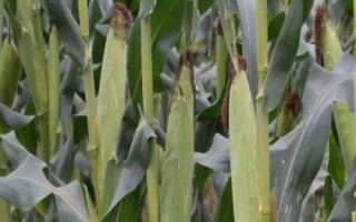 BQ1902玉米種子介紹，中抗大斑病