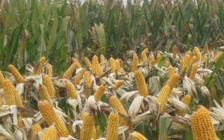 粟豐768玉米品種的特性，適宜密度為5000株/畝左右