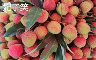品質(zhì)好的荔枝苗品種，三月紅、妃子笑、狀元紅等品種均是適宜選擇
