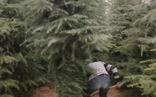 雪松除草方法，噴藥時要避開樹枝