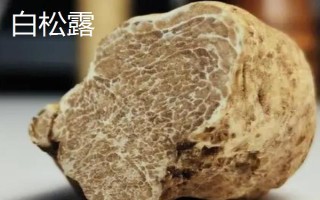 黑松露是什么，是一種生長于地下的野生食用真菌