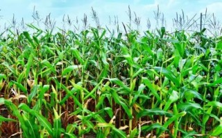 乾育27玉米種子特征特性，種子包衣以防治地下害蟲