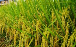廣紅3號(hào)水稻種子介紹，全生育期143.4天