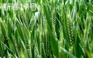 哪個品種的春小麥高產(chǎn)，可以選擇新春6號、新春10號