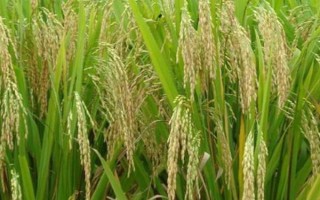 株兩優(yōu)609水稻種子特征特性