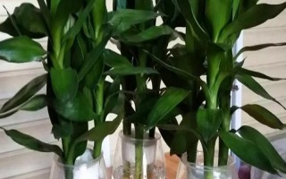 觀音竹水培方法，使用的水越純凈越好