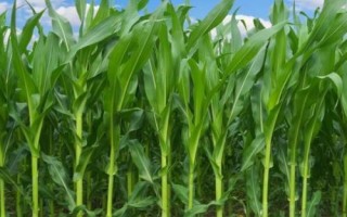 華太901玉米品種簡(jiǎn)介，夏播生育期104天